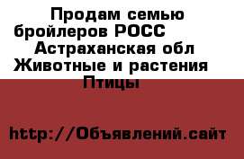 Продам семью бройлеров РОСС – 308. - Астраханская обл. Животные и растения » Птицы   